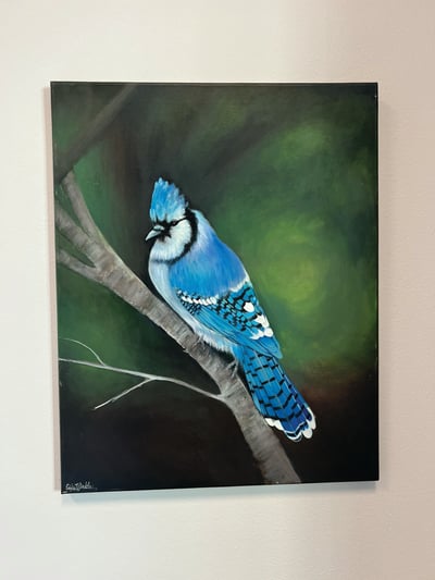 Bluejay_IMG_7584